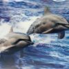 5D Elmas Boyama Sevimli Yunuslar İkili Yunus Resmi su 30x40 cm